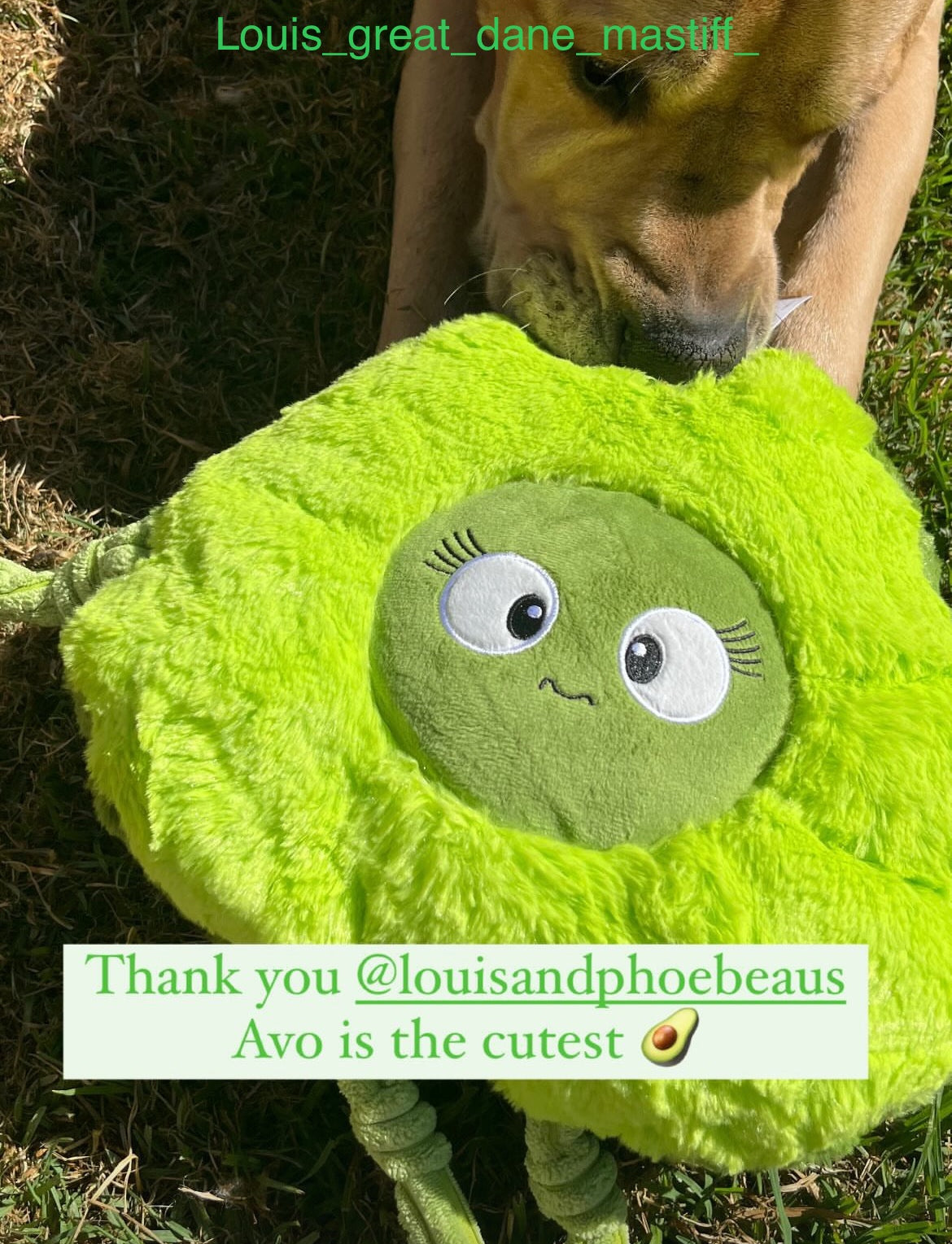 Tough dog toy chew proof
