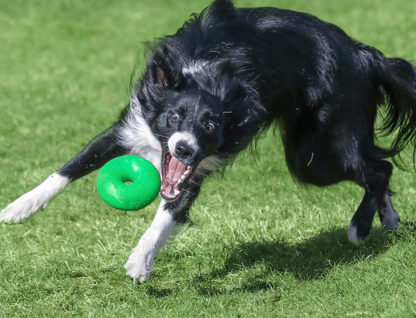 Indestructible Tough Dog Toy- RuffDawg- Dawgnut - Pals for Paws