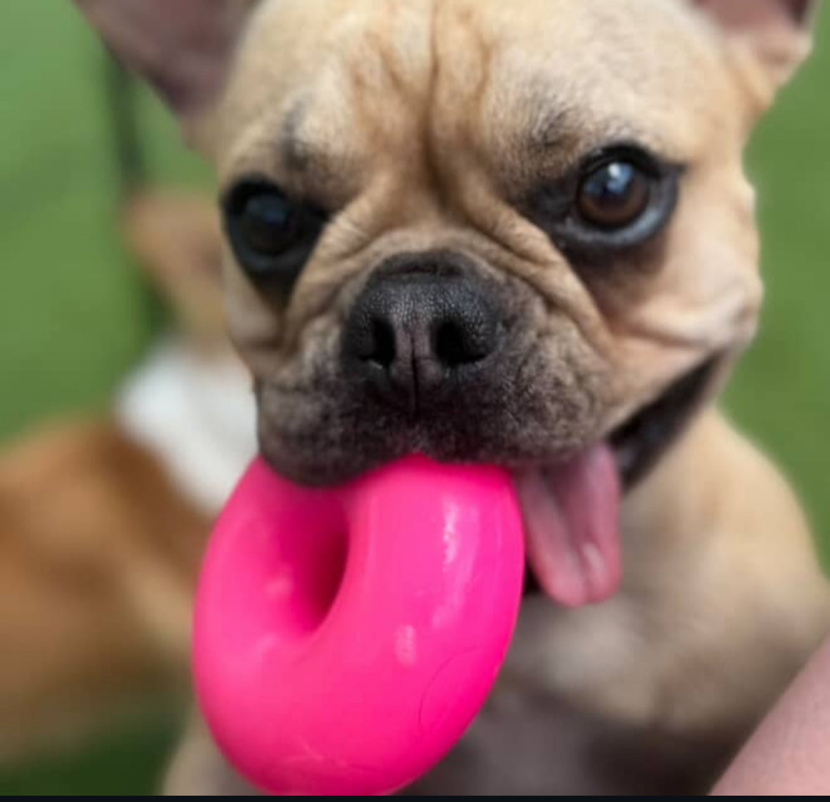 Ruffdawg Tough Dog Toy- Dawgnut