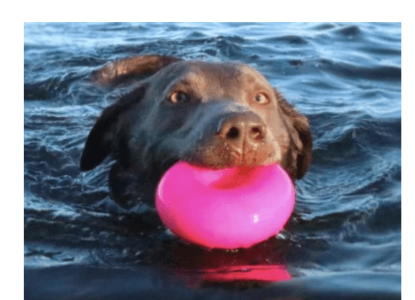 Indestructible Tough Dog Toy- RuffDawg- Dawgnut - Pals for Paws