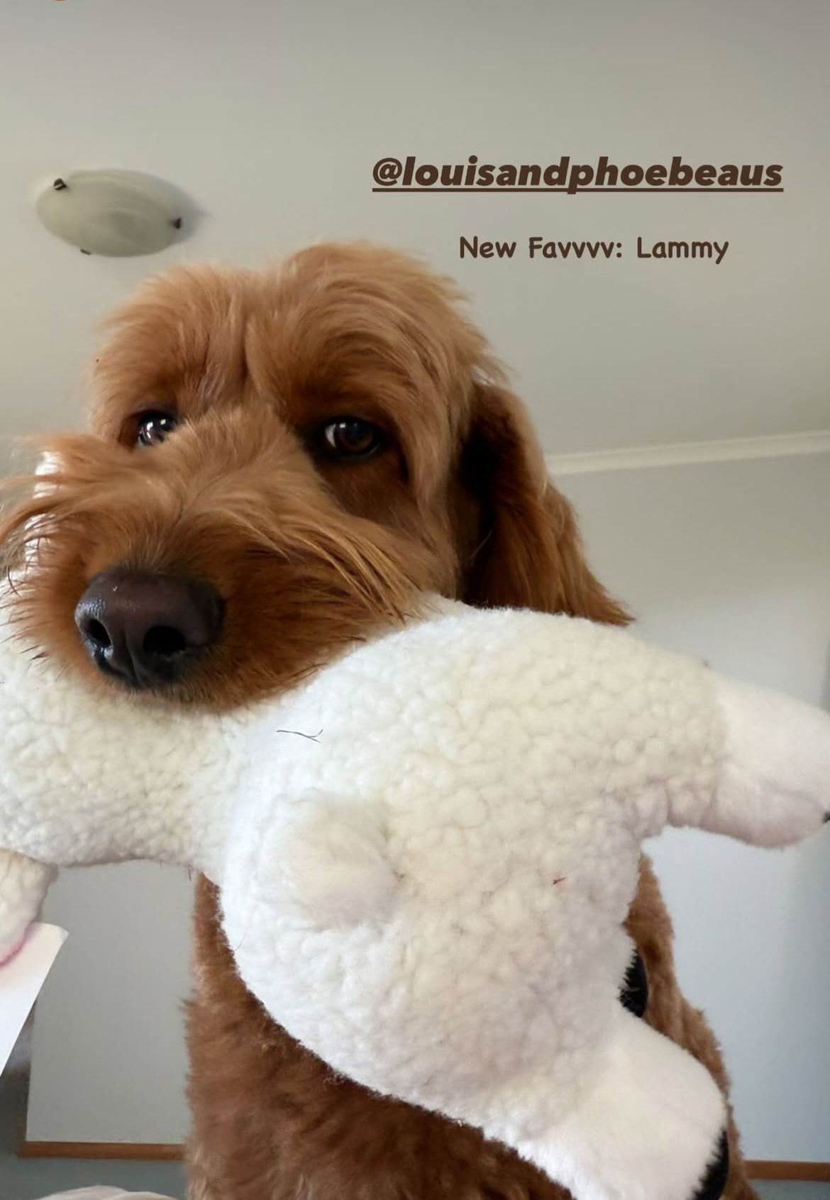 Silly Sheep- Plush soft dog toy - 2 in 1 dog toys