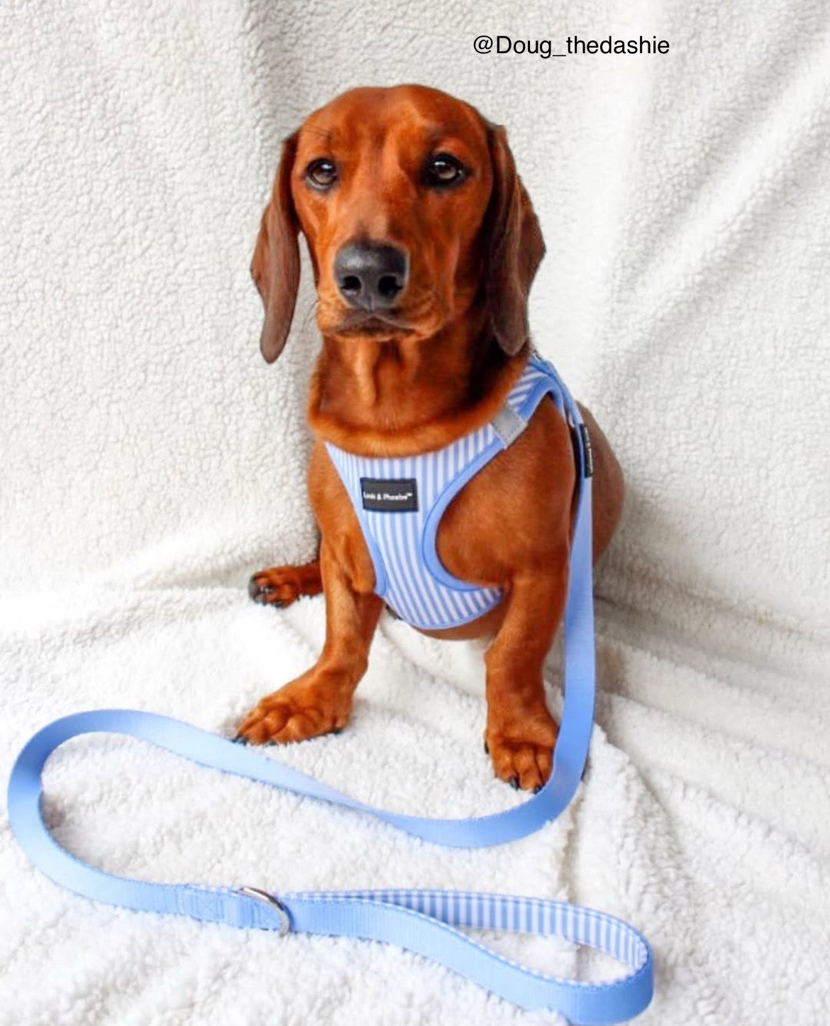 Louis & Phoebe- Click & Walk Harness -Baby Blue
