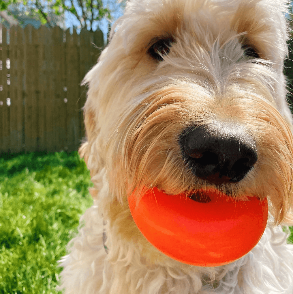 Indestructible Tough Dog Toy- RuffDawg- Dawgnut - Pals for Paws