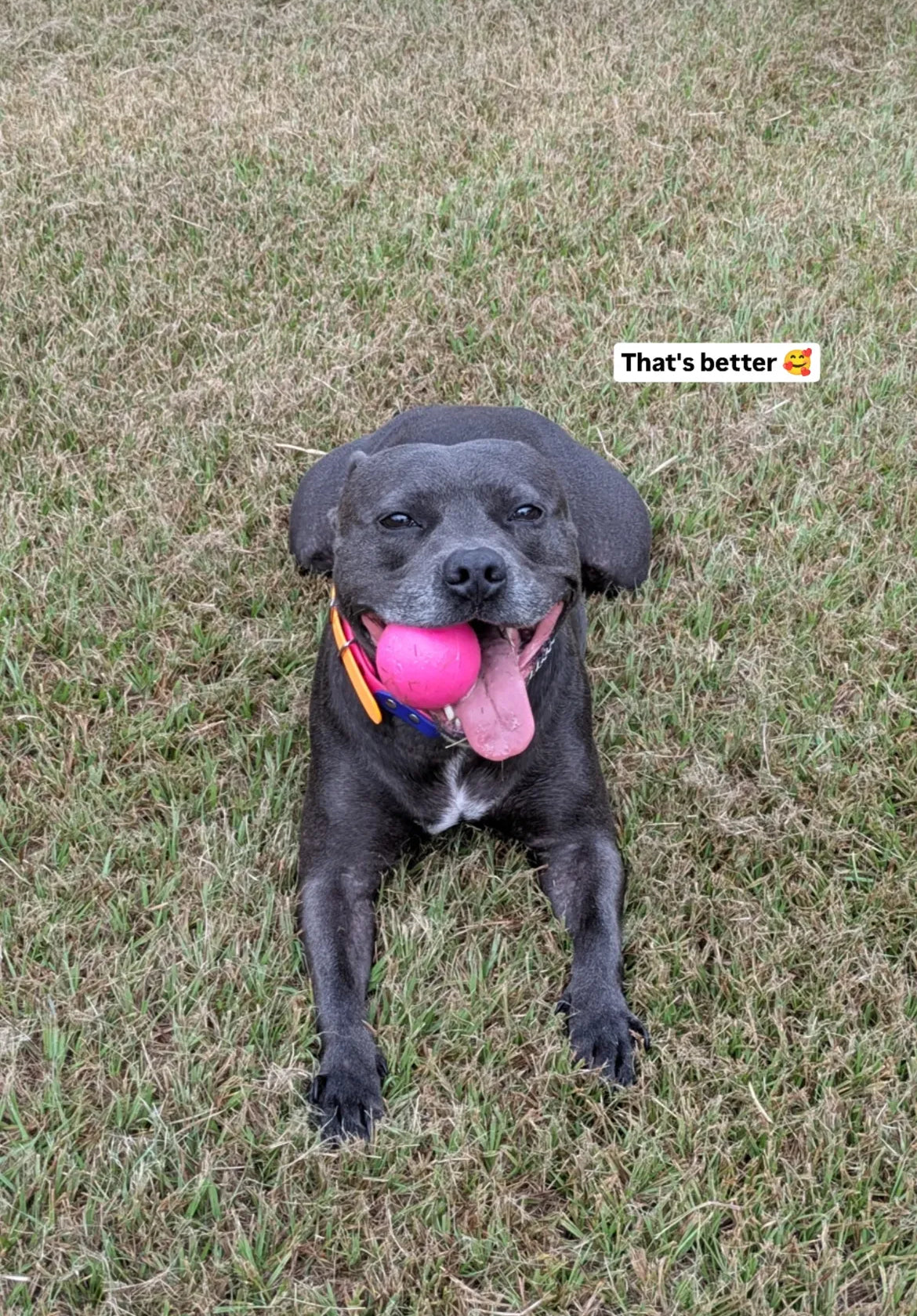 Indestructible Dog Ball - RuffDawg- Toughest Rubber Dog ball