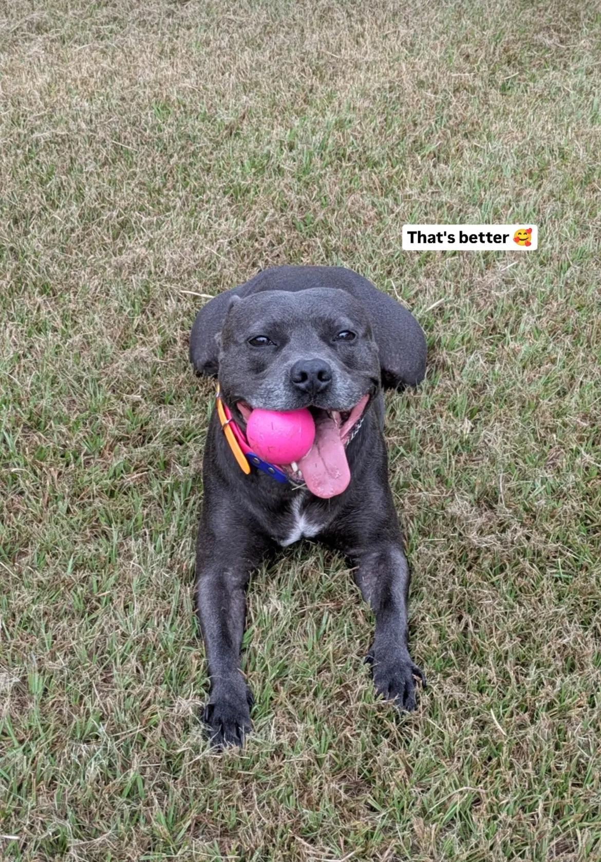 Indestructible Dog Ball - RuffDawg- Toughest Rubber Dog ball - Pals for Paws