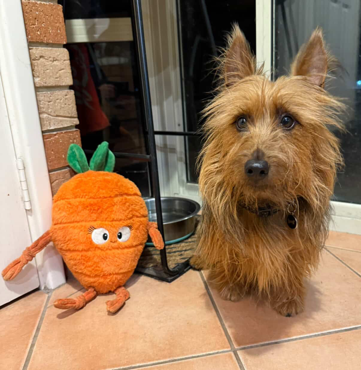 Veggie Bundle -Plush Dog Toys with reinforced fabric