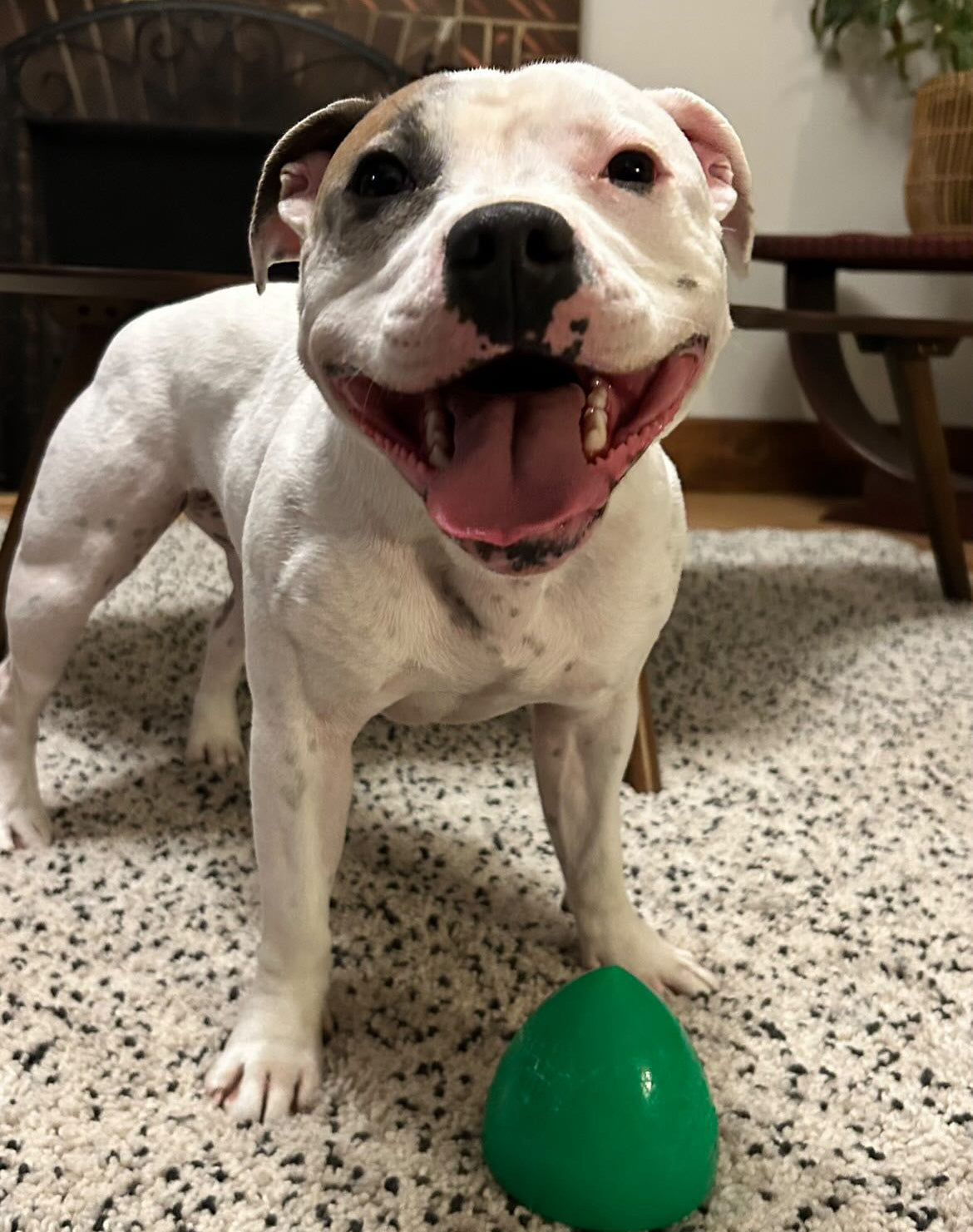 Indestructible Rubber Dog Toy- RuffDawg -DawgX