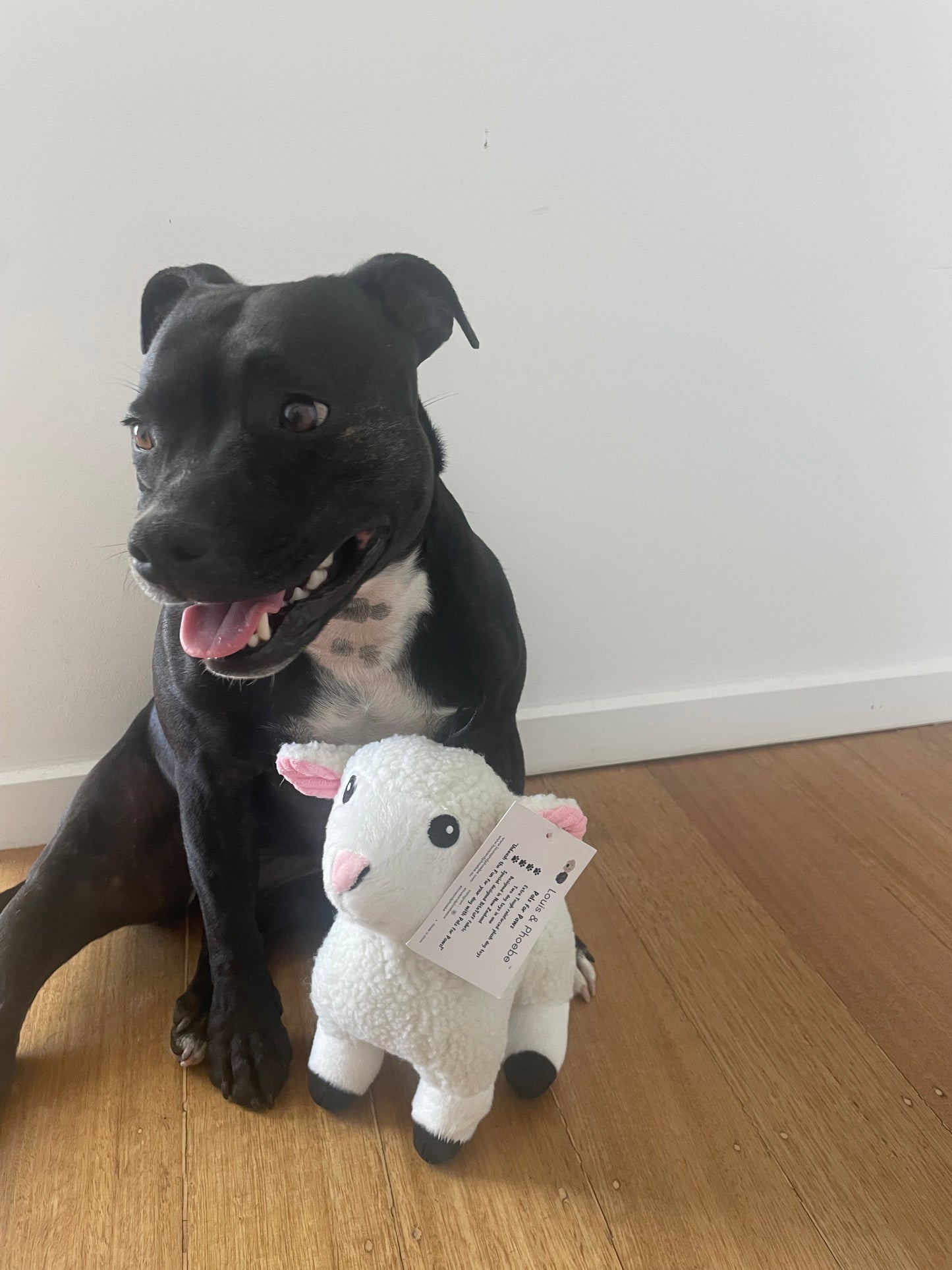 Silly Sheep- Plush soft dog toy - 2 in 1 dog toys