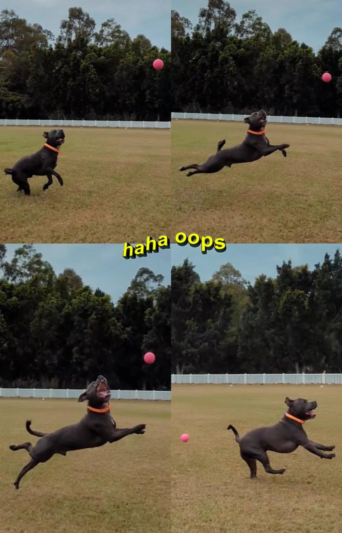 Indestructible Dog Ball - RuffDawg- Toughest Rubber Dog ball - Pals for Paws