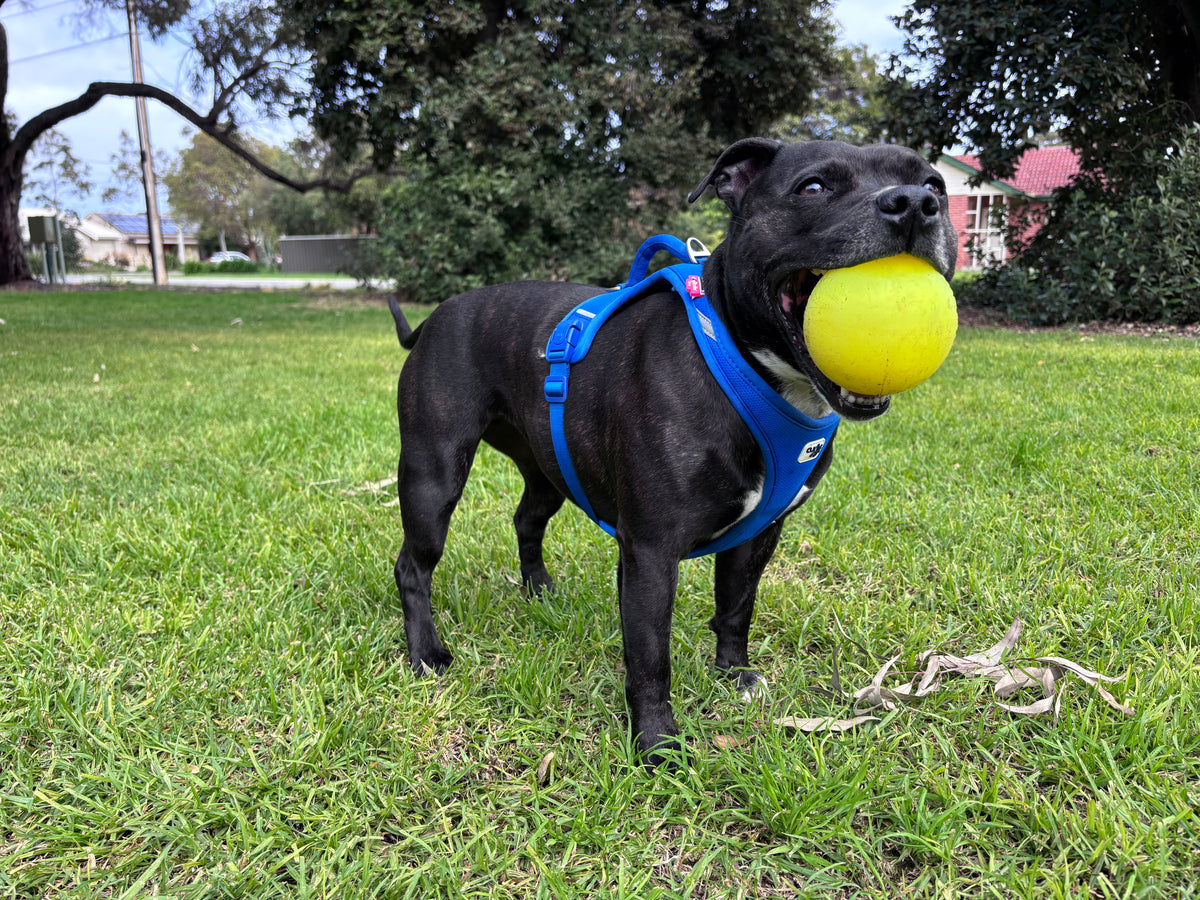 RuffDawg Tough Dog Ball – Floats, Bounces & Lasts