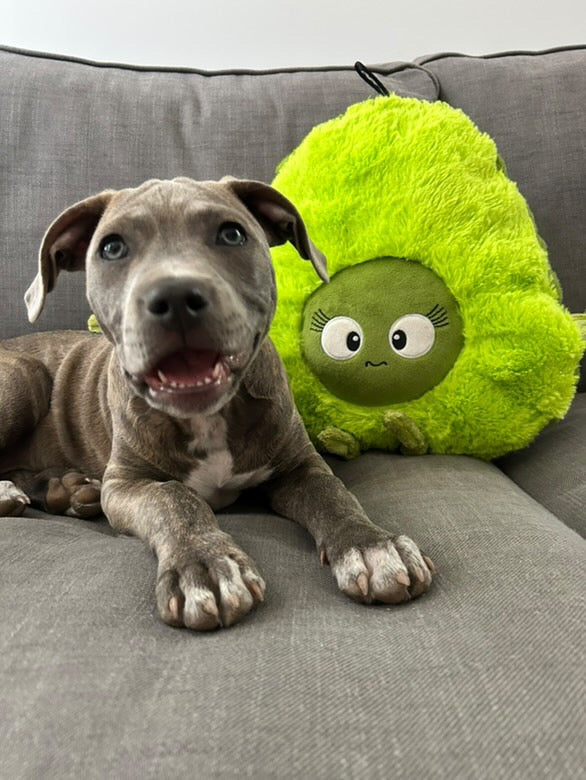 Durable Plush soft dog toy-Carrot