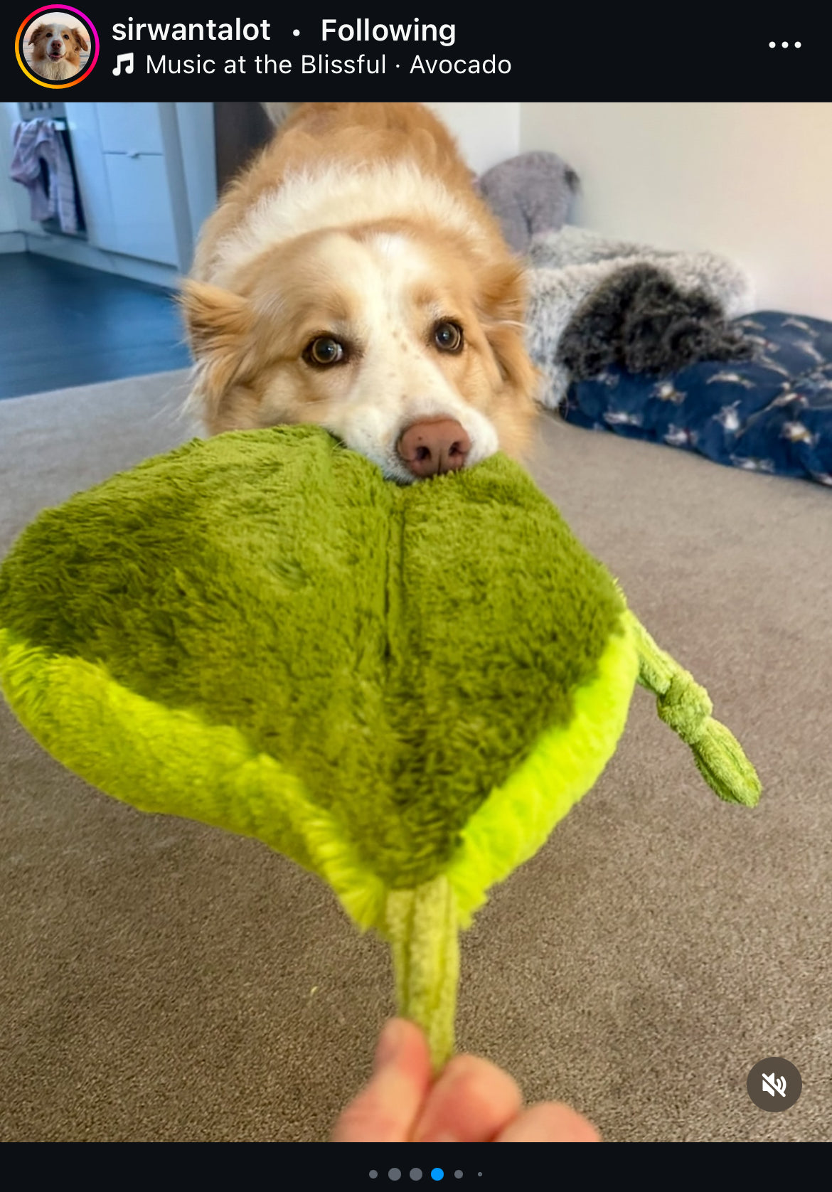 Durable Plush soft dog toy-Carrot