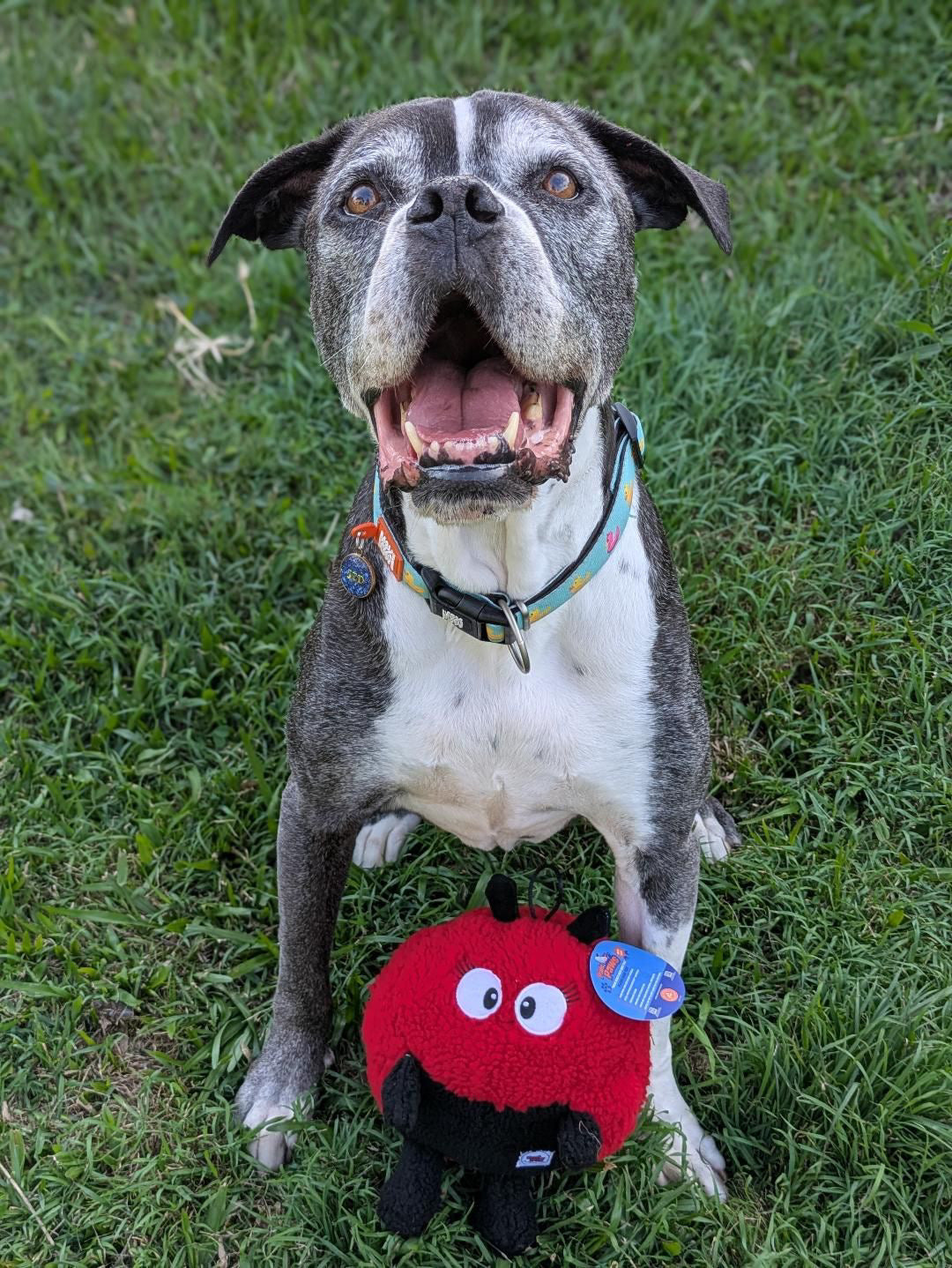 Larry Ladybug Plush Dog Toy - Pals For Paws™-Made with 100% Recycled Material