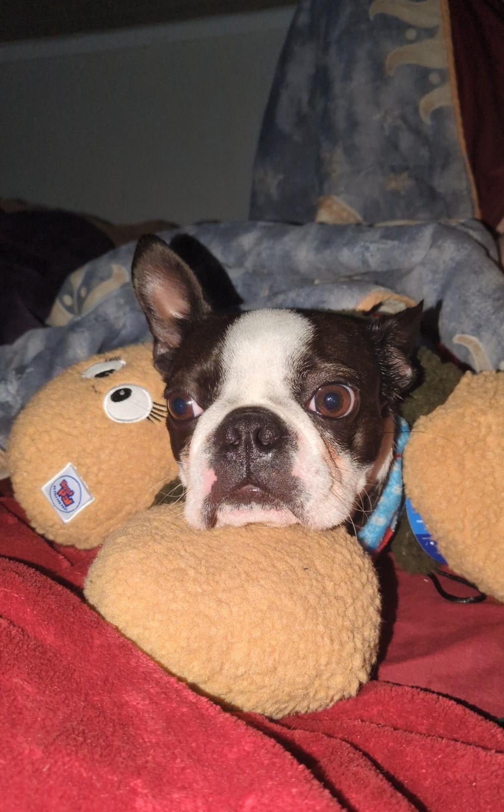 Kiwi the Plush Dog Toy- Eco-Friendly | Perfect For Shaking & Flinging