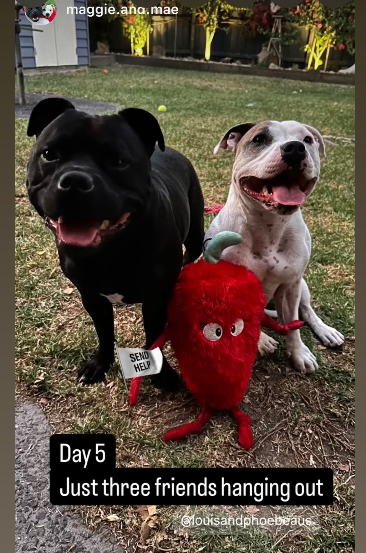 Durable Plush soft dog toy-Chili