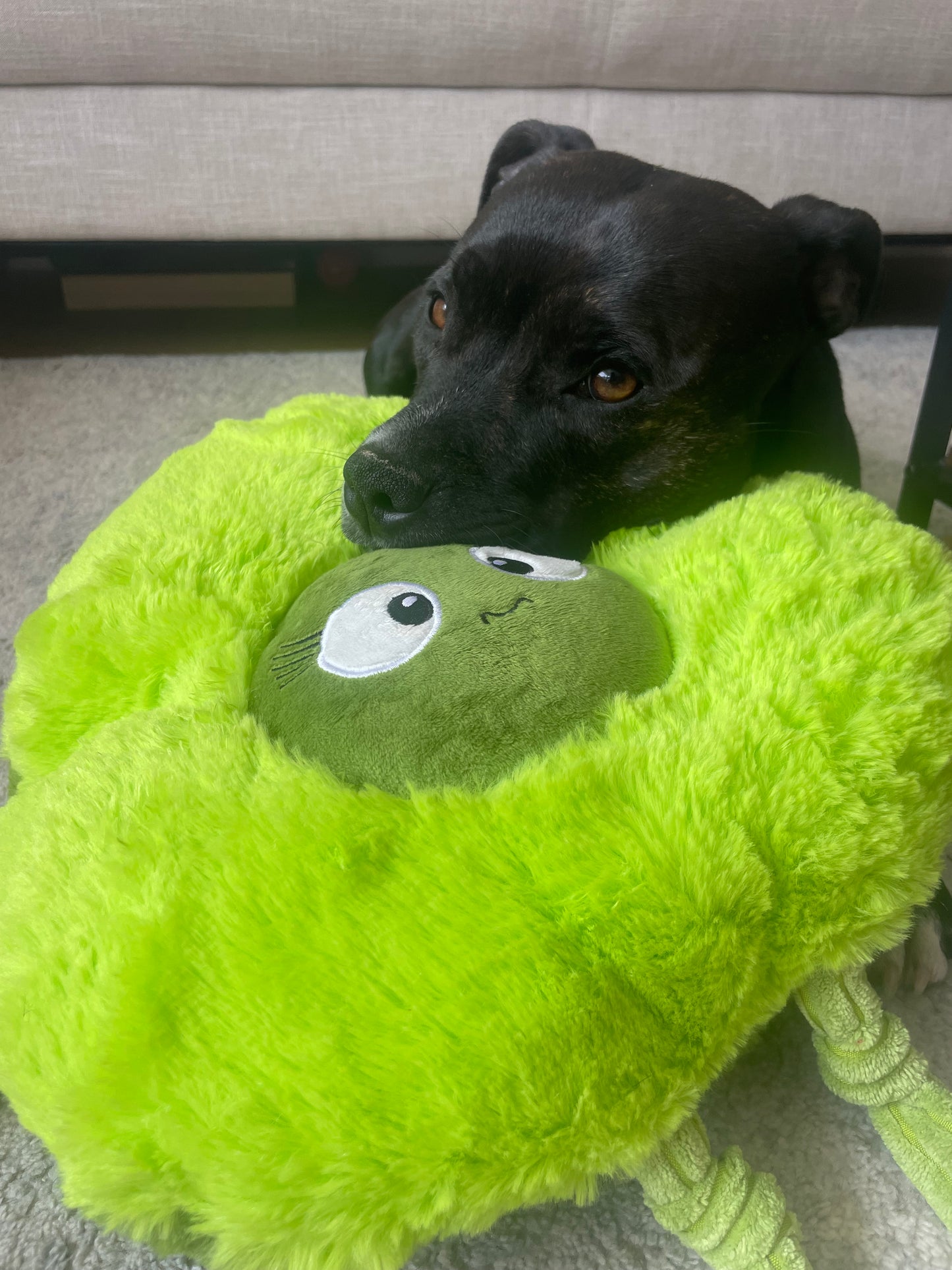 Durable Plush soft dog toy-Carrot