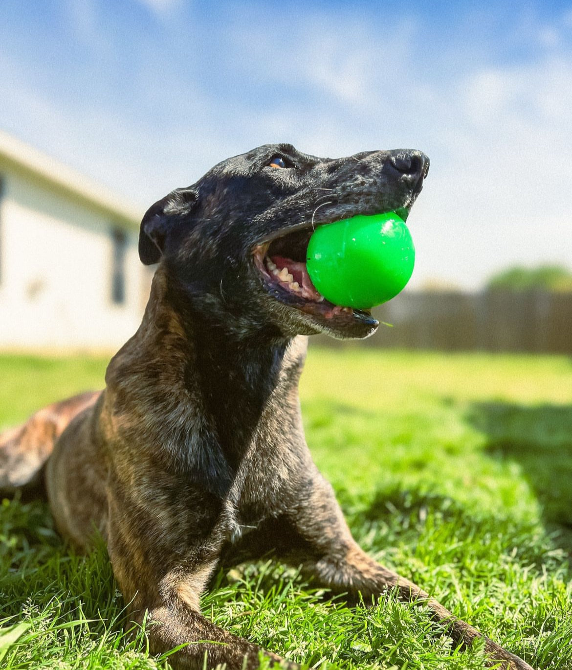 Indestructible dog ball