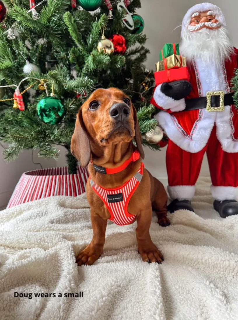 Step in dog harness - Click and walk harness- Red