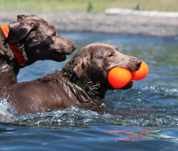 NEW COMING SOON - Indestructible rubber dog toy - BIG DAWG
