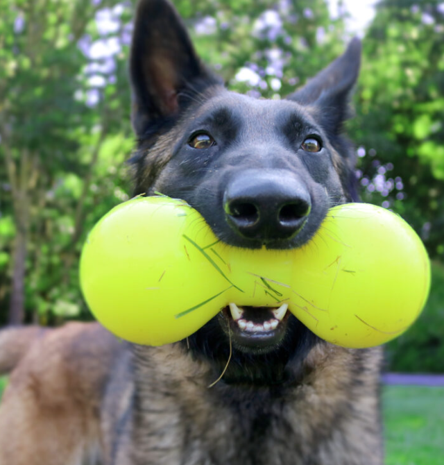 NEW COMING SOON - Indestructible rubber dog toy - BIG DAWG