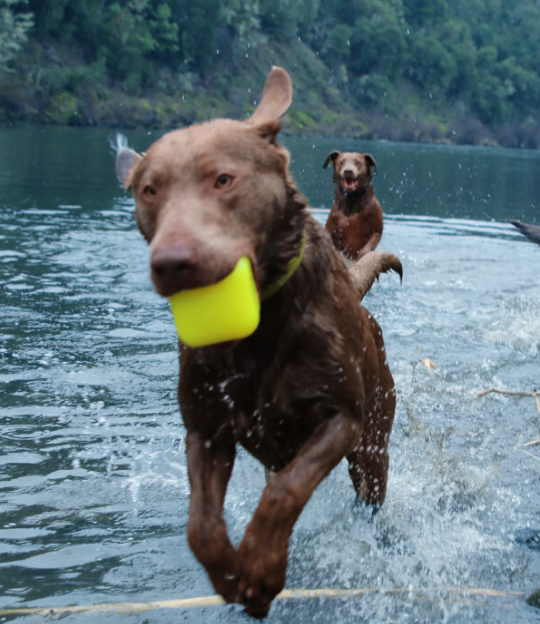 Ruffdawg Tough rubber dog toy - DawgCube