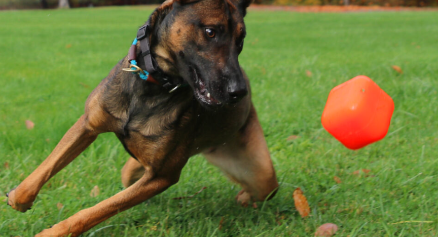 NEW COMING SOON - Indestructible rubber dog toy Ruffdawg -DawgCube