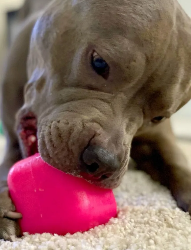 NEW COMING SOON - Indestructible rubber dog toy Ruffdawg -DawgCube