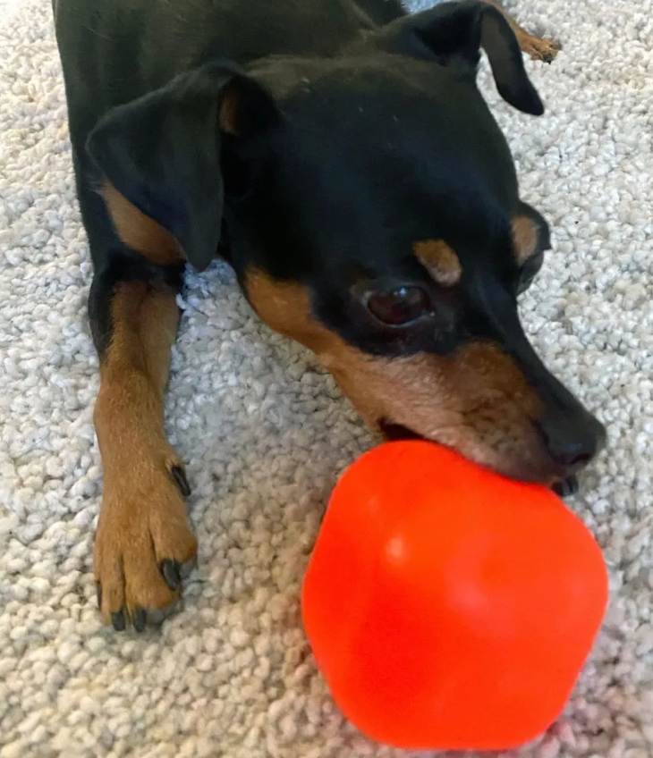 Staffy proof dog toys australia
