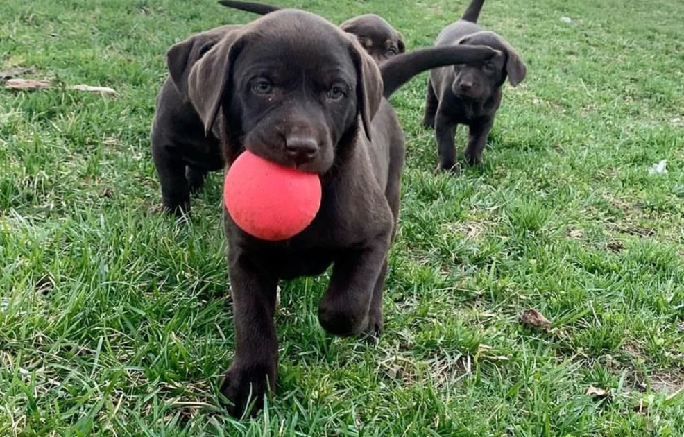 Indestructible dog toy, Tough dog ball, Indestructible dog ball