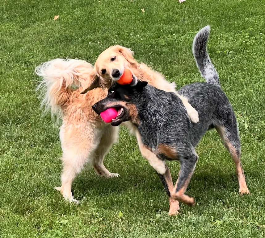 Indestructible Dog Ball - RuffDawg- Toughest Rubber Dog ball