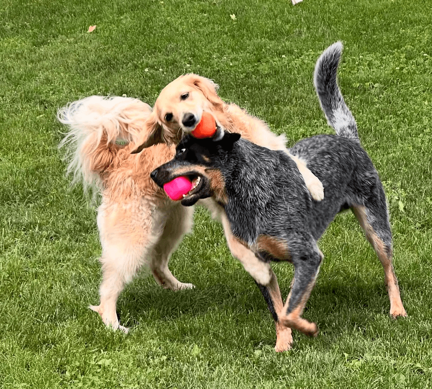 Indestructible Dog Ball - RuffDawg- Toughest Rubber Dog ball - Pals for Paws