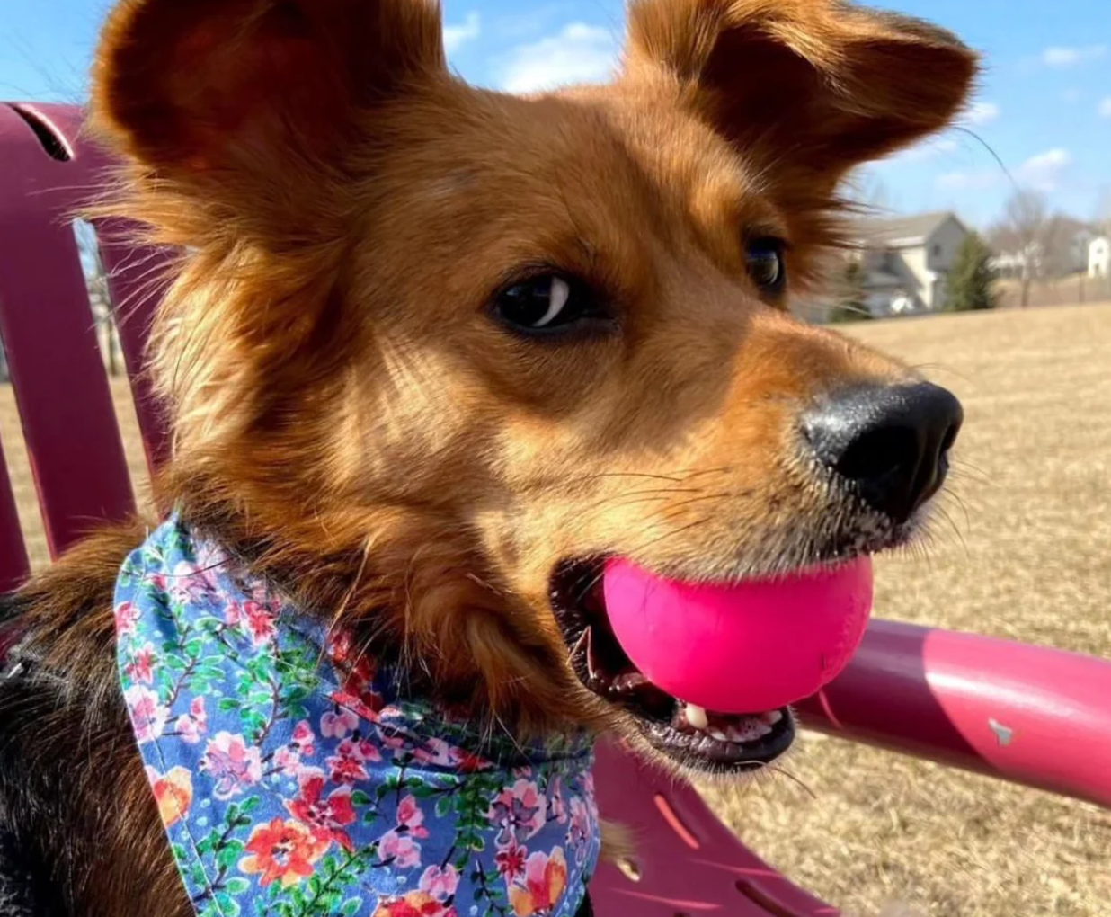 Indestructible dog toy, Tough dog ball, Indestructible dog ball