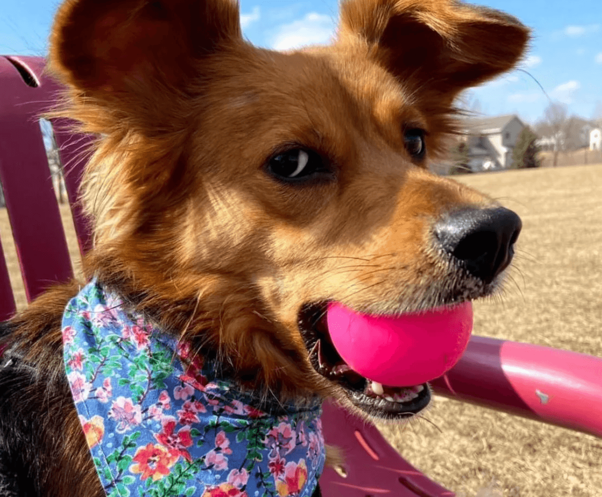 Indestructible Dog Ball - RuffDawg- Toughest Rubber Dog ball - Pals for Paws