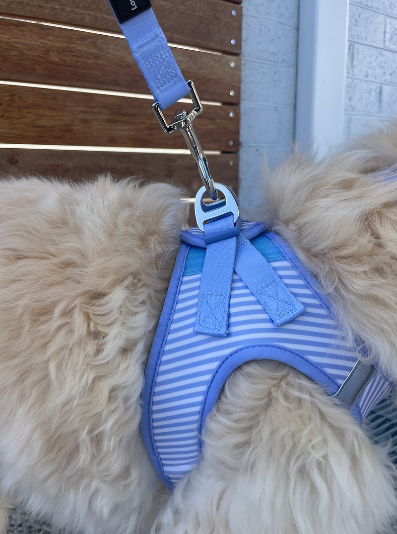 Louis & Phoebe- Click & Walk Harness -Baby Blue