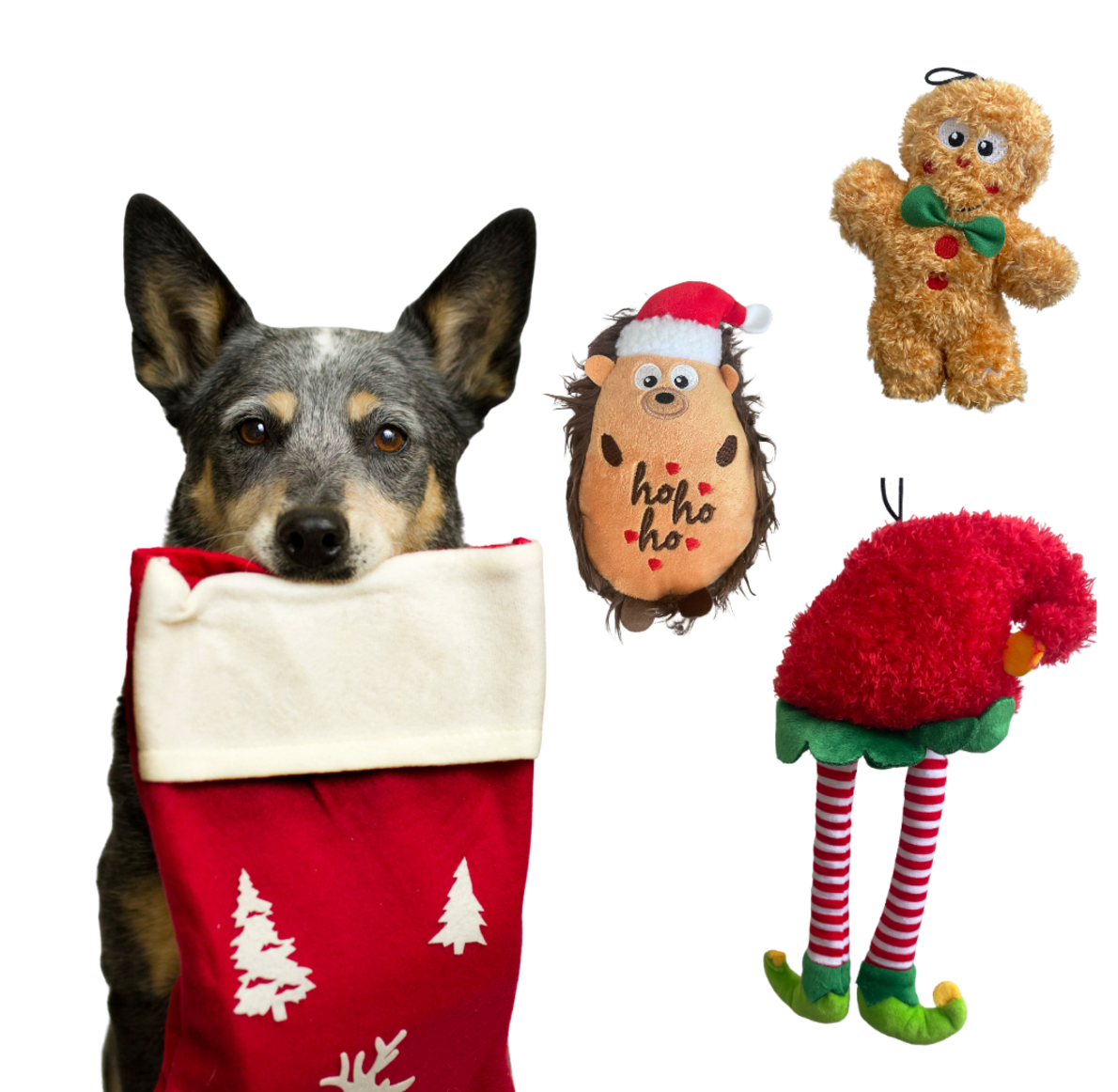 Harry the Christmas Hedgehog plush Dog toy