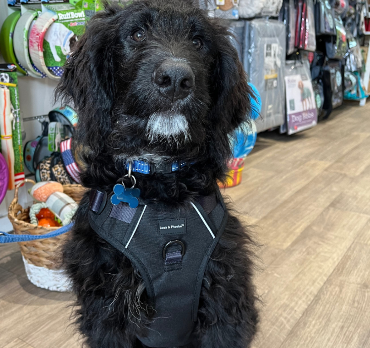 Louis & Phoebe -Black - adventure flexi harness