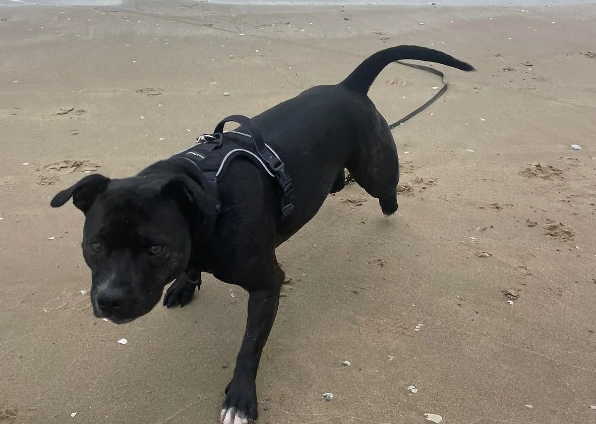 Louis & Phoebe -Black - adventure flexi harness