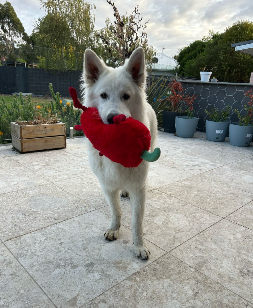 Durable Plush soft dog toy-Chili