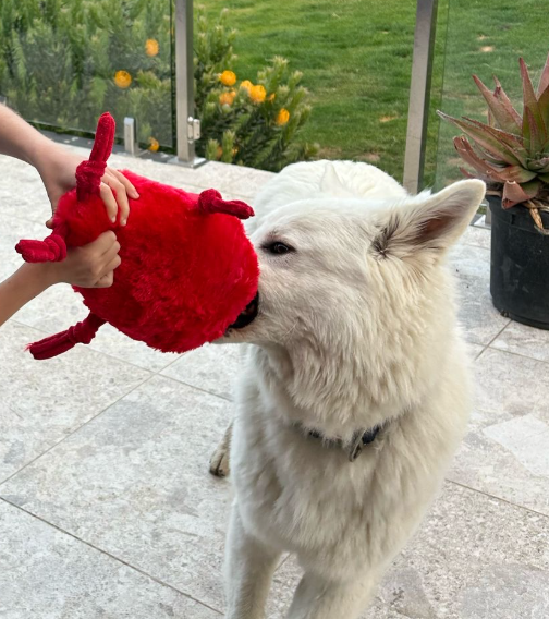 Durable Plush soft dog toy-Chili