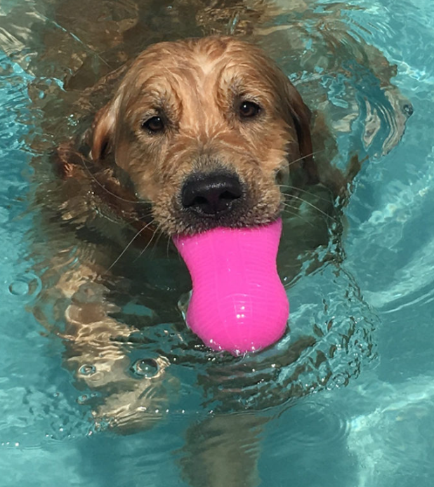 Coming Soon- Peanut Crunch - Non Toxic Treat Hiding Toy