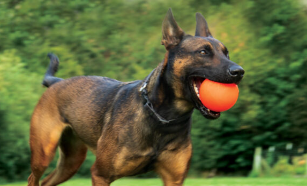 Best Seller- Tough Dog Ball- RuffDawg