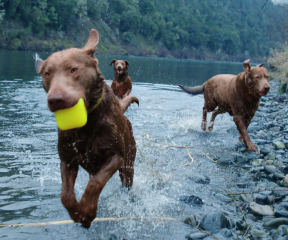 Ruffdawg Tough rubber dog toy - DawgCube