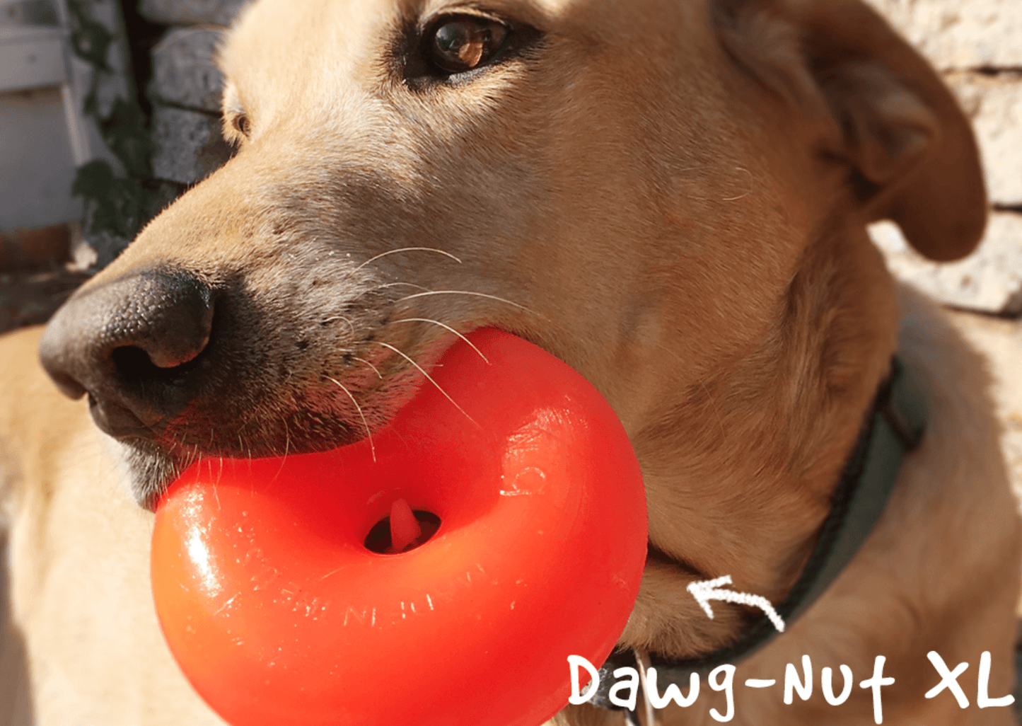 Indestructible Tough Dog Toy- RuffDawg- Dawgnut - Pals for Paws