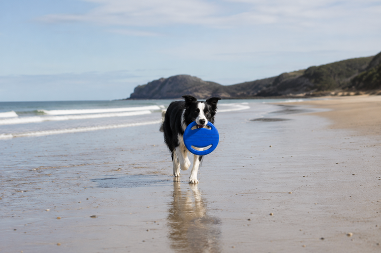 Dog Frisbees & Flying Discs