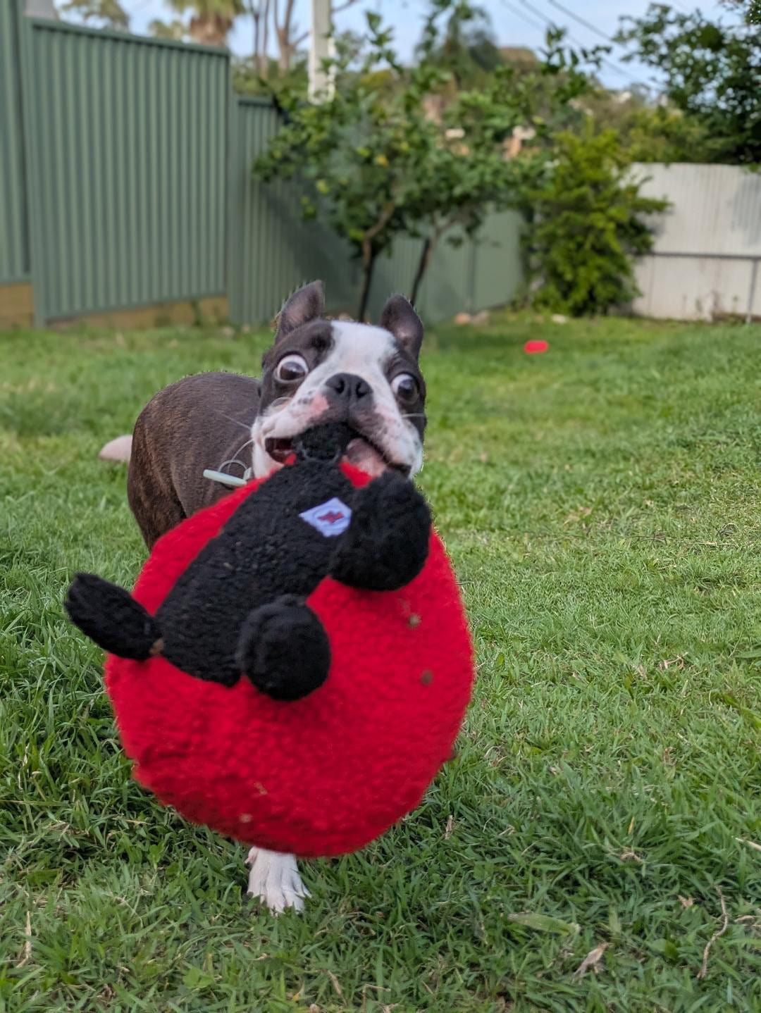 Larry Ladybug Plush Dog Toy - Pals For Paws™-Made with 100% Recycled Material