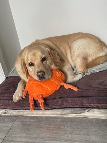 Durable Plush Soft Dog Toy- Crazy Carrot