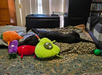 Eggwina Eggplant-Plush dog toy- Pals for Paws™- Made with 100% Recycled Material