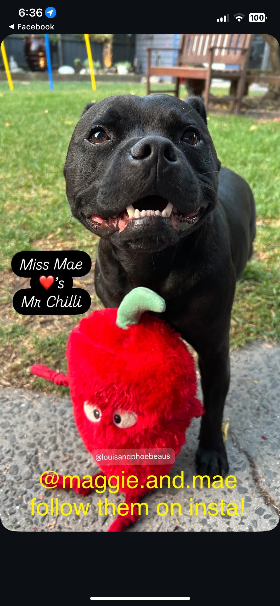 Durable Plush soft dog toy-Chili