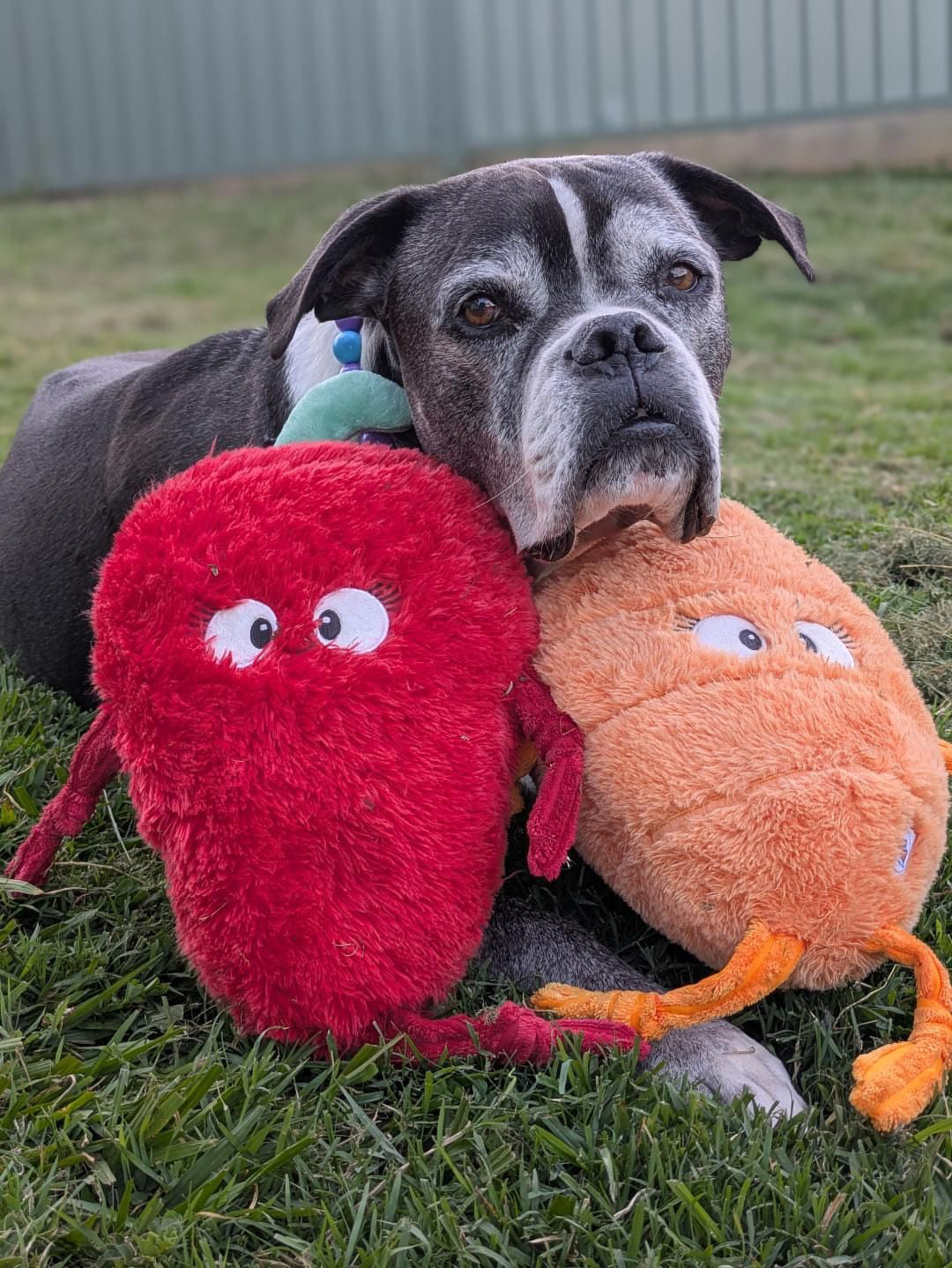 Spicy Chilli ™ Eco-Friendly Plush Dog Toy | Tug & Play|Pals For Paws™