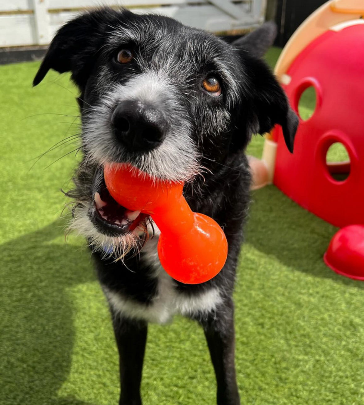 Ruffdawg Tough rubber dog toy - BIG DAWG